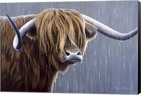 Framed Highland Bull Rainy Day Print
