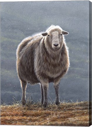 Framed Herdwick Sheep Print