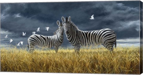 Framed Coming Of Rain Zebra Print
