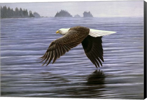 Framed Low Flight Bald Eagle Print