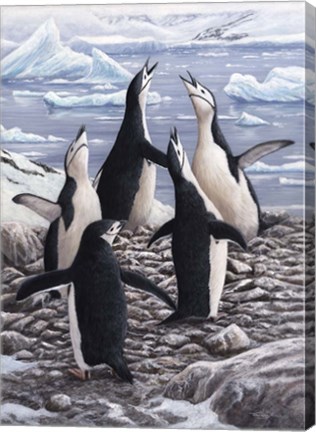 Framed Chorus Chinstrap Penguins Print