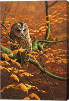 Framed Autumn Tawny Owl Print