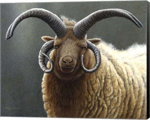 Framed Loaghtan Ram Print
