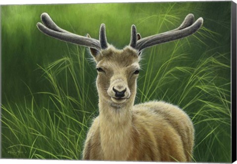 Framed Fallow Buck In Velvet Print