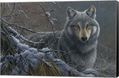 Framed Grey Wolf Print