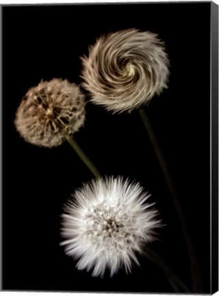 Framed Metamorphose Print