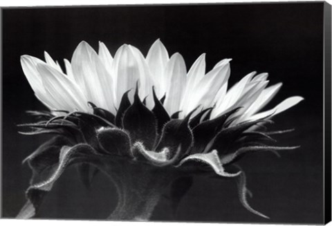 Framed Profile In Black &amp; White Print