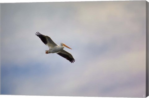Framed Beautiful Day To Fly Print