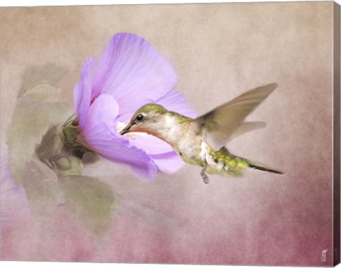 Framed Taste of Nectar Hummingbird Print