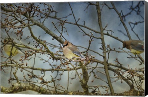 Framed Taste Of Sunshine Cedar Wax wings Print