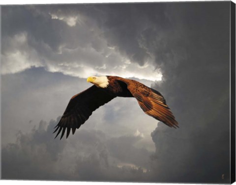 Framed Above The Storm Bald Eagle Print