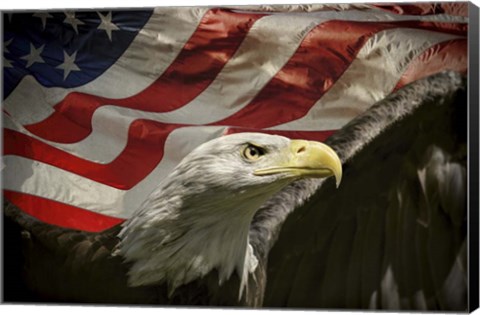 Framed American Eagle Print