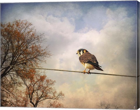 Framed American Kestrel In Autumn Print