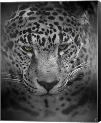 Framed Intense Stare Print