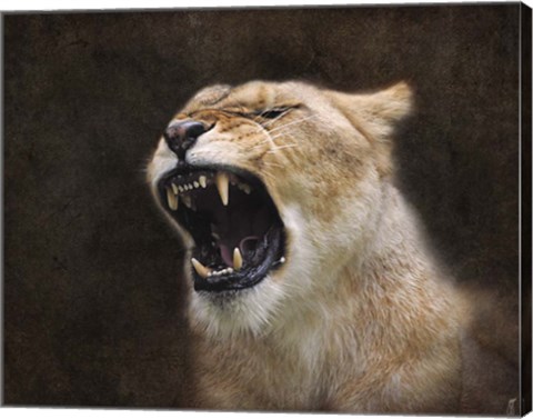Framed Angry Lioness Portrait Print