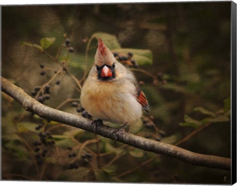Framed Anticipating Winter Cardinal 1 Print
