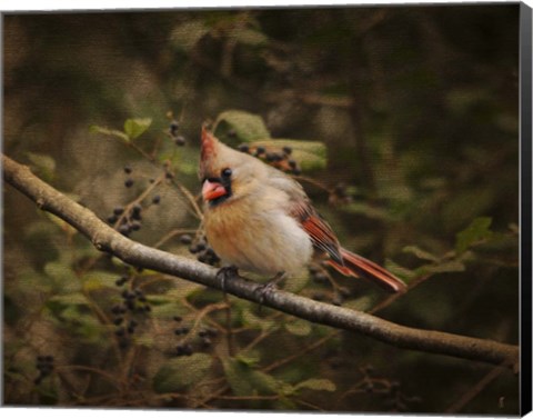 Framed Anticipating Winter Cardinal 2 Print