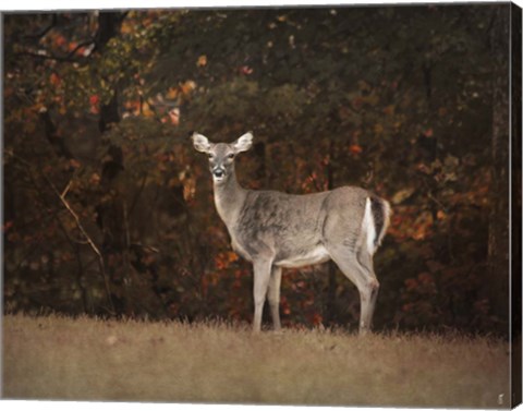 Framed Autumn Doe Print