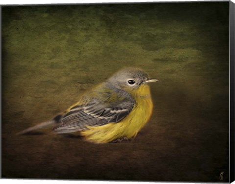 Framed Baby Warbler Print