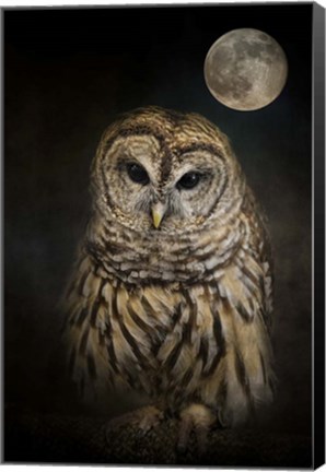 Framed Barred Owl And The Moon Print