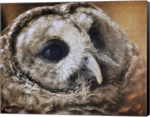 Framed Barred Owl Print