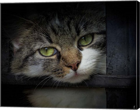 Framed Behind Bars Print