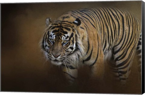 Framed Bengal Stare Print