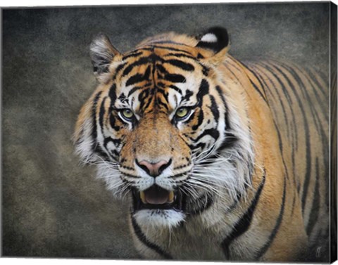 Framed Bengal Tiger Print