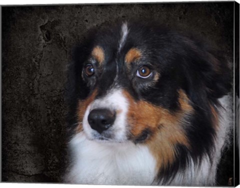 Framed Bernese Mountain Dog Print