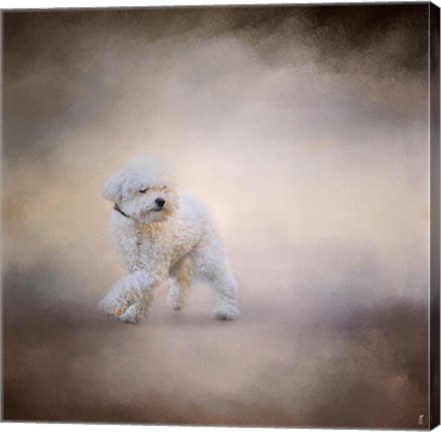 Framed Bichon On The Go Print