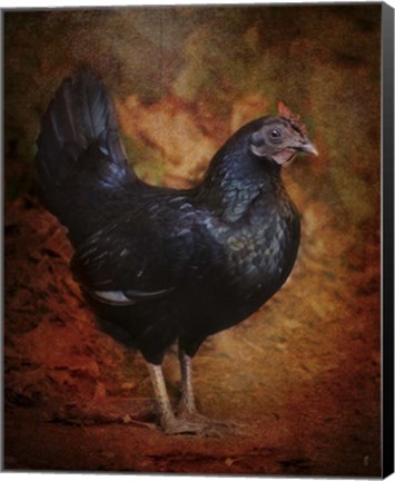 Framed Black Bantam Chicken Print