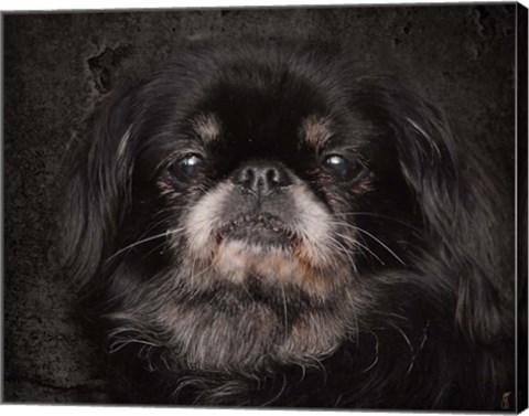 Framed Black Pekingese Portrait Print