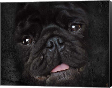 Framed Black Pug Portrait Print