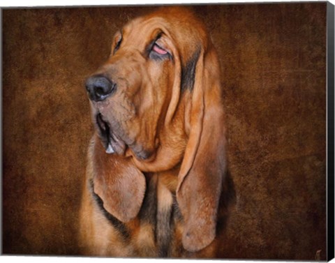 Framed Bloodhound Portrait Print