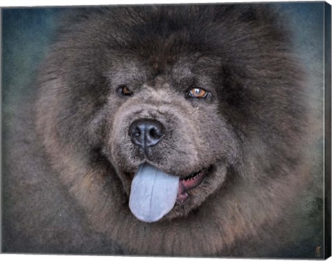 Framed Blue Chow Chow Portrait Print