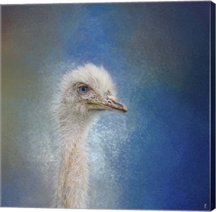 Framed Blue Eyed Beauty Ostrich Print