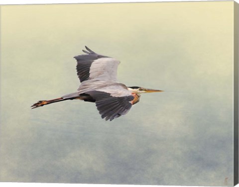 Framed Blue Heron In Flight 1 Print