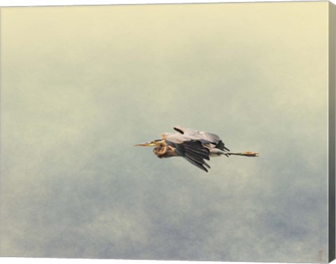 Framed Blue Heron In Flight 2 Print