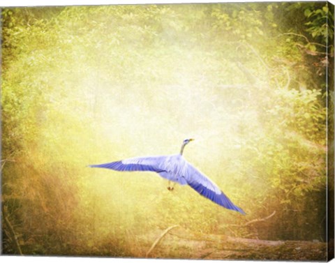 Framed Blue Heron In The Light Print