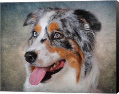 Framed Blue Merle Australian Shepherd Portrait Print