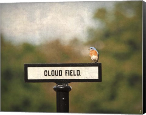 Framed Bluebird At Cloud Field Print