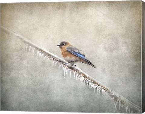 Framed Bluebird Braving The Cold Print