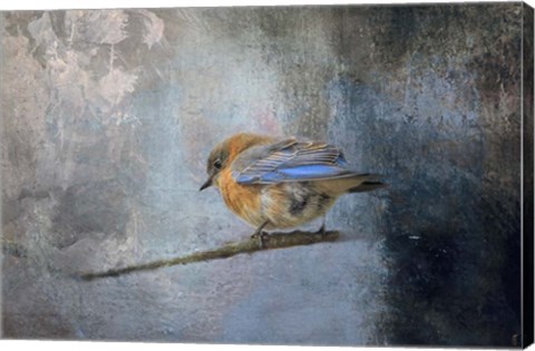 Framed Bluebird In Winter Print