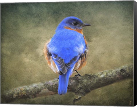 Framed Bluebird Portrait Print