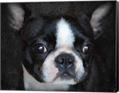 Framed Boston Terrier Portrait Print