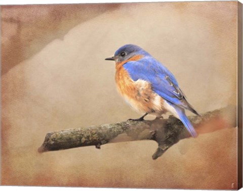Framed Braving Autumn Bluebird Print