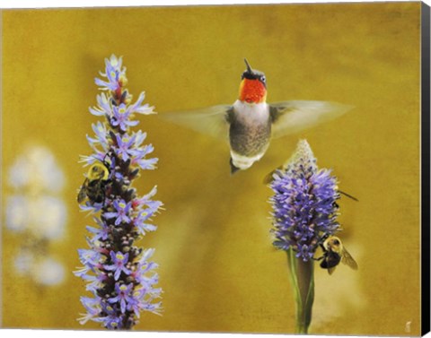 Framed Breakfast With The Bees Hummingbird Print
