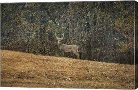 Framed Buck At Pinson Mounds Print