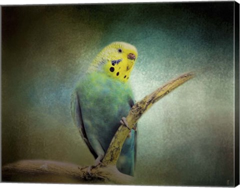 Framed Budgie 1 Print