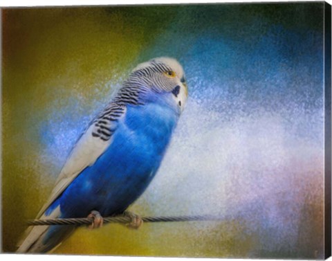 Framed Budgie 2 Print